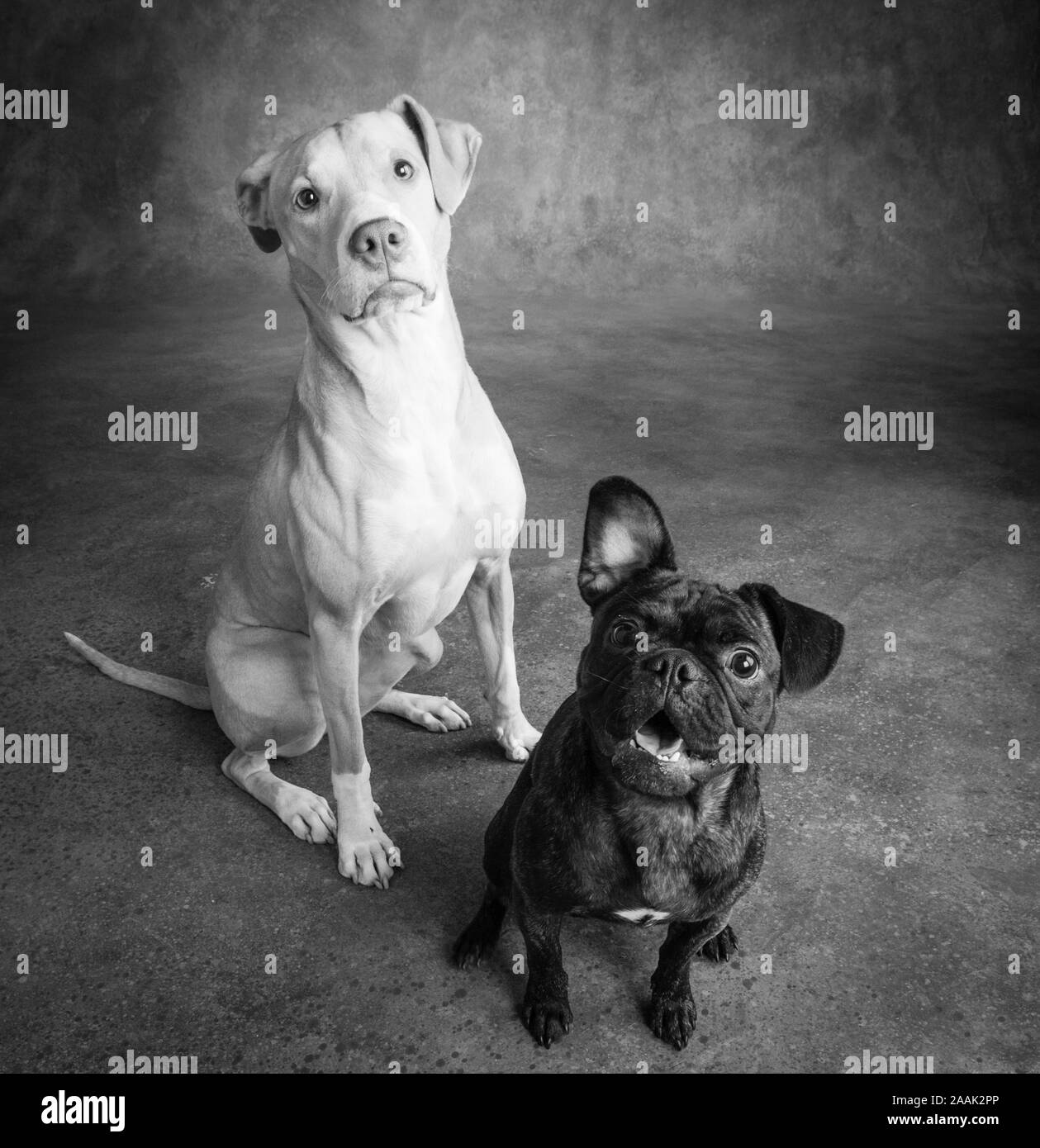 Studio portrait Pug Bulldog Mix and Lab Hound Mix Stock Photo