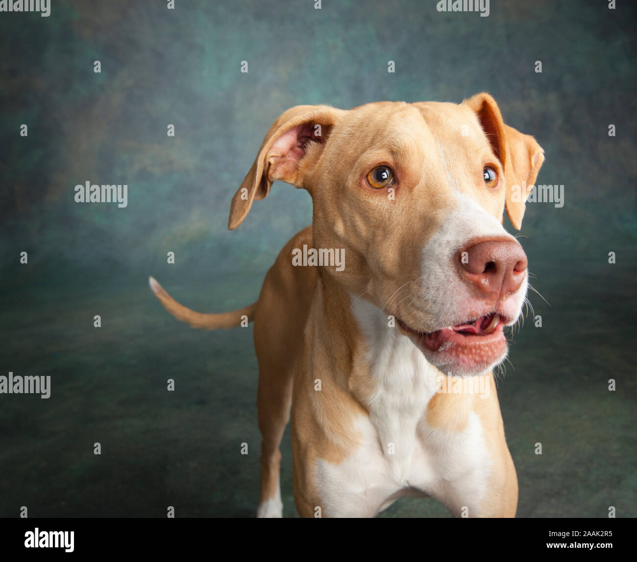 Studio portrait of Lab Hound Mix Stock Photo