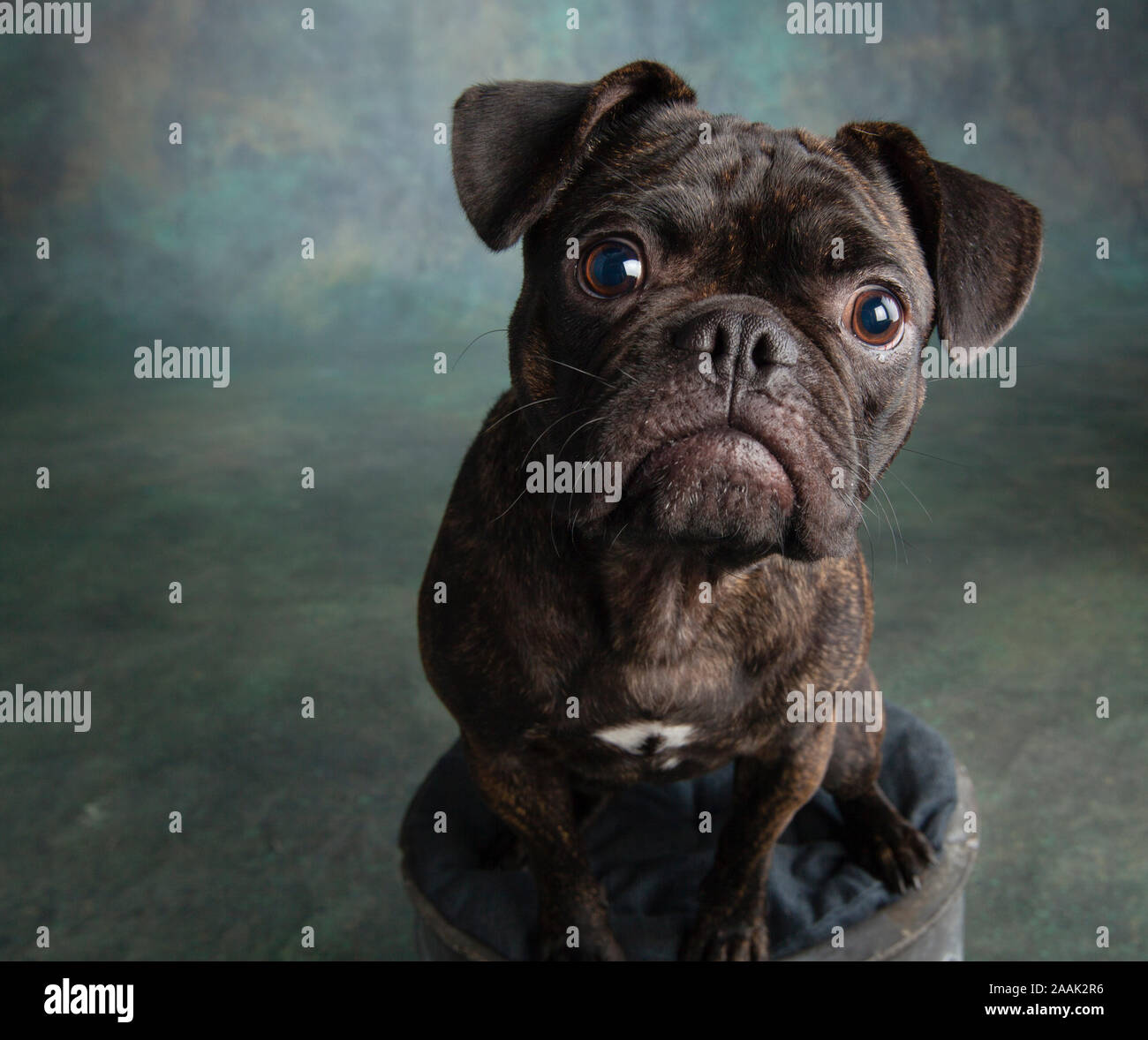 Studio portrait of Pug Bulldog Mix Stock Photo