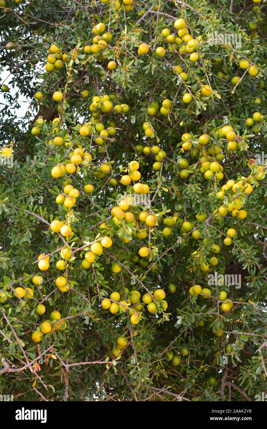 Fruits of the Argan tree. Argan oil has become a fashionable product in Europe and North America. Essaoiura, Morocco Stock Photo