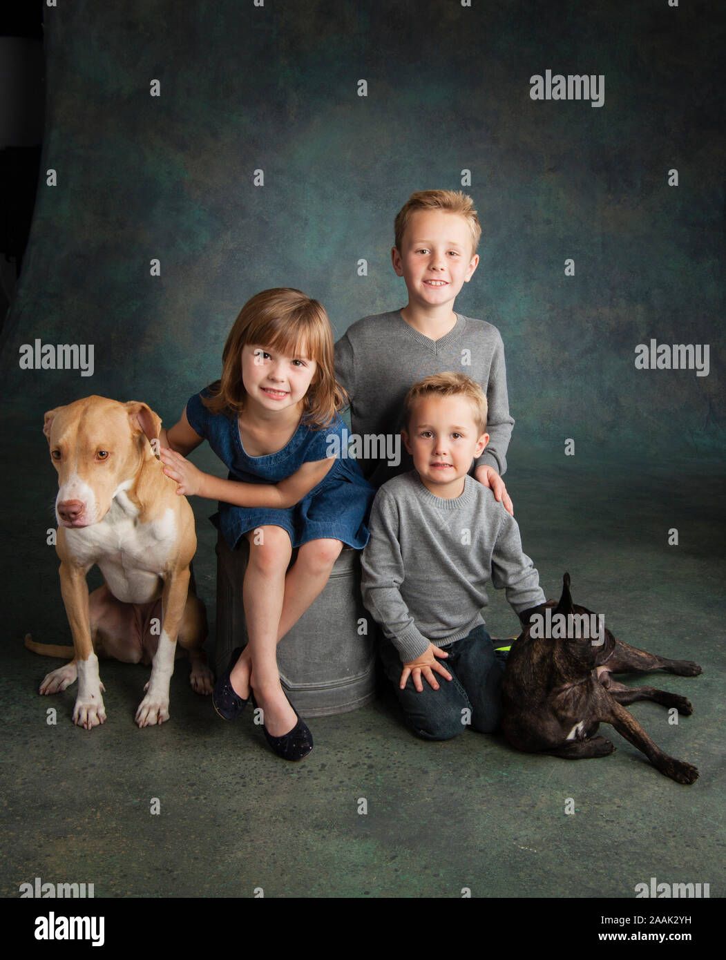 Studio portrait of Labrador and Pug with children Stock Photo