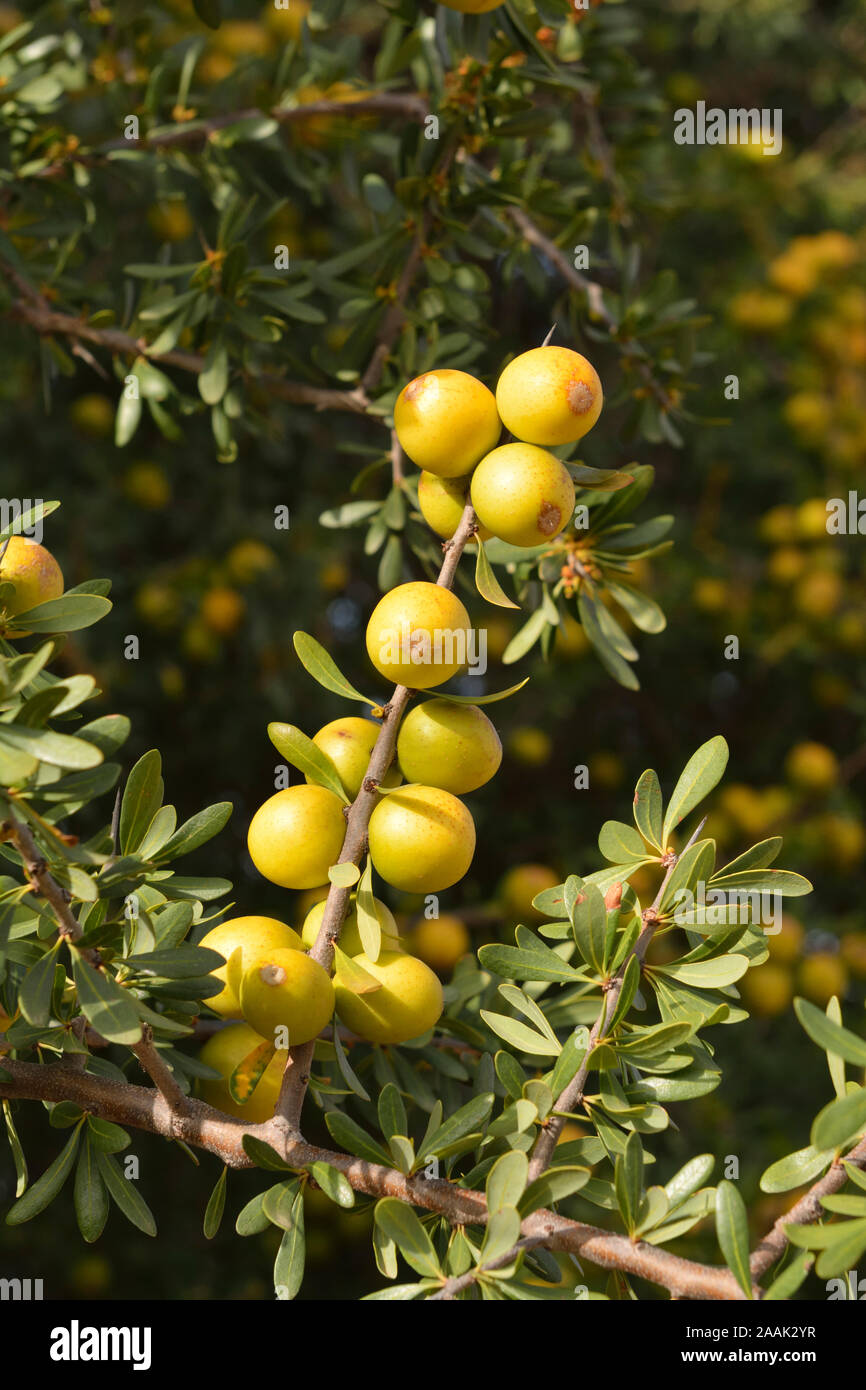 Fruits of the Argan tree. Argan oil has become a fashionable product in Europe and North America. Essaoiura, Morocco Stock Photo