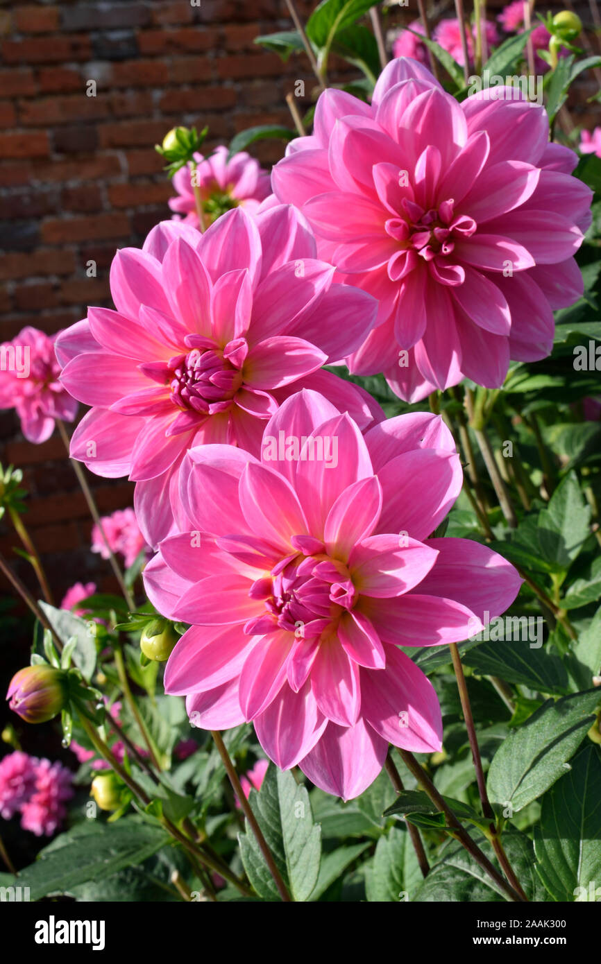 Dahlia. Name Onesta. close up of three pink flowers. Stock Photo