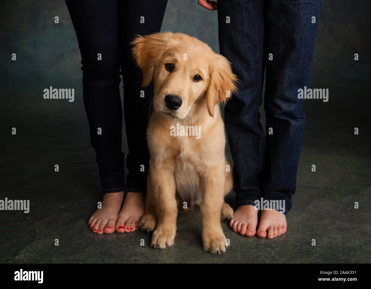 Cute sitting puppy hires stock photography and images Alamy