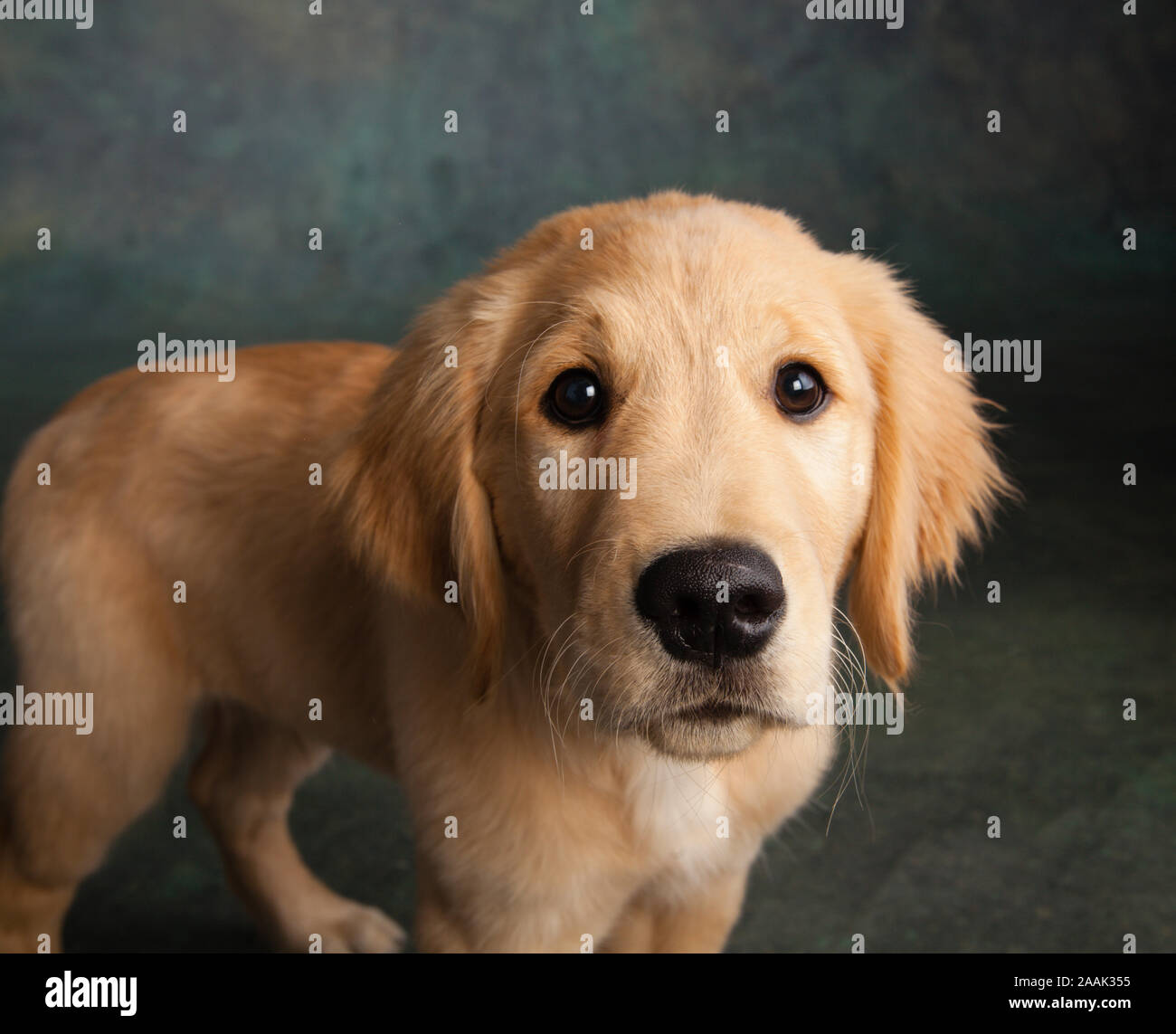 Studio portrait of Golden Retriever puppy Stock Photo - Alamy