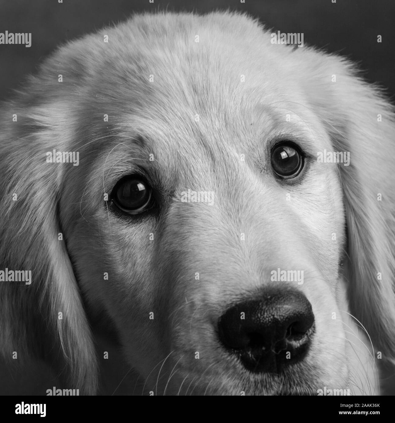 Close-up of Golden Retriever puppy Stock Photo - Alamy