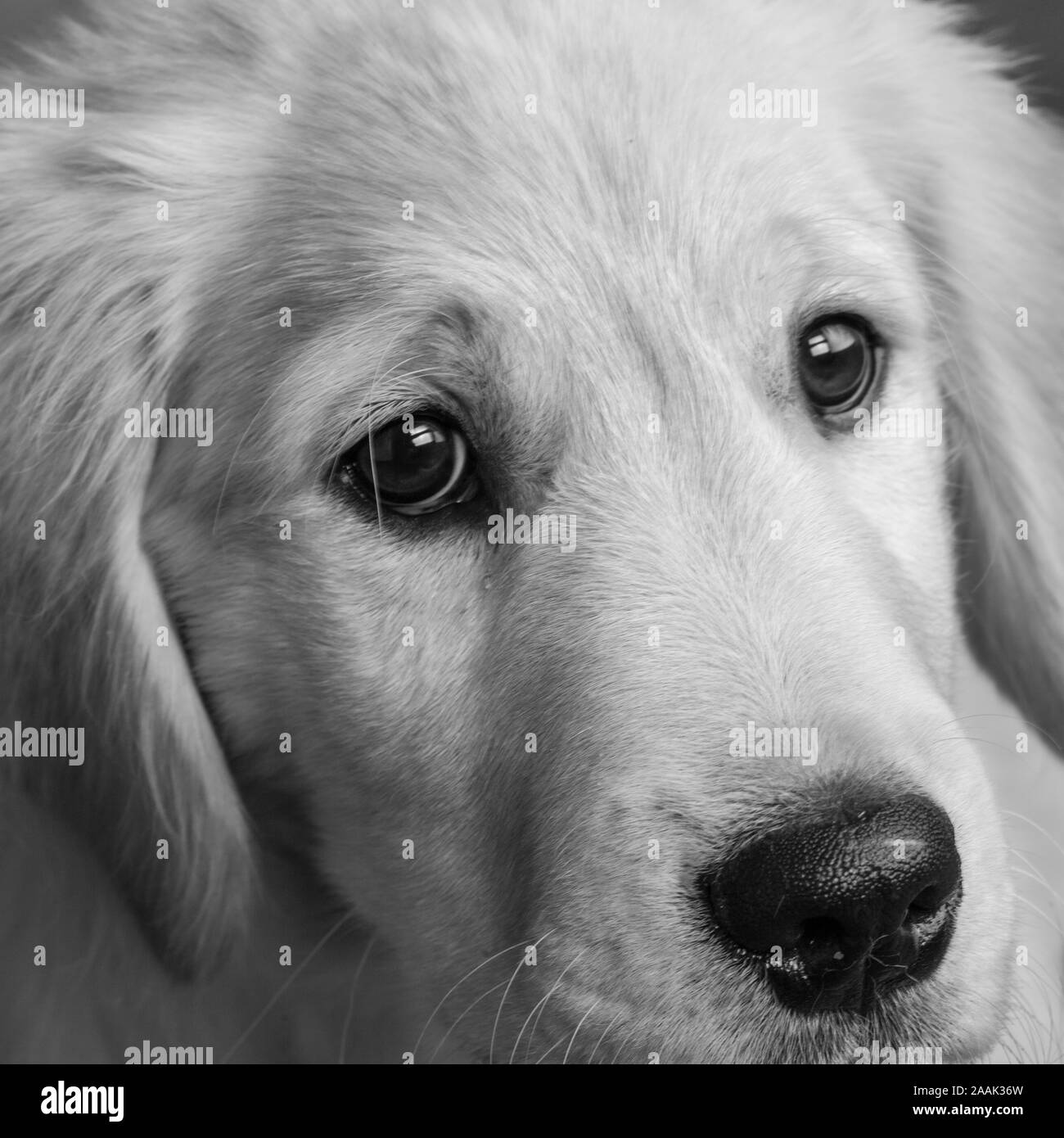 Close-up of Golden Retriever puppy Stock Photo - Alamy