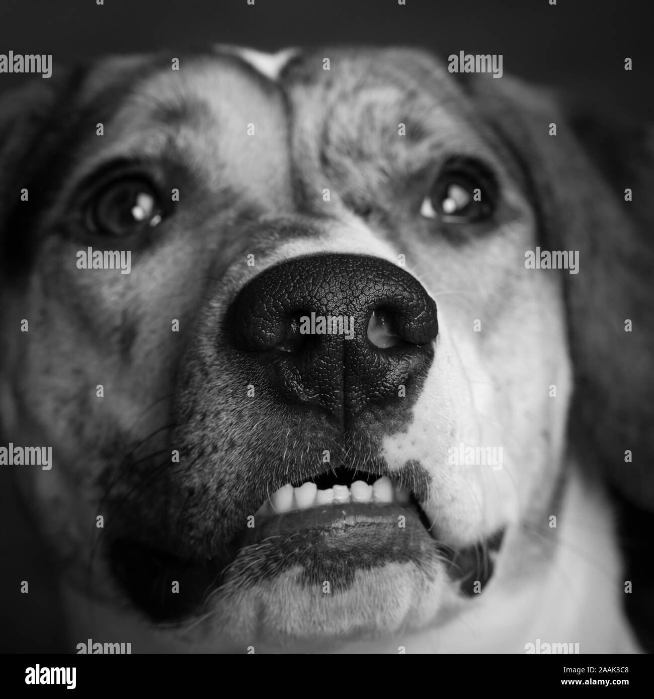 Close-up of mixed breed dog Stock Photo