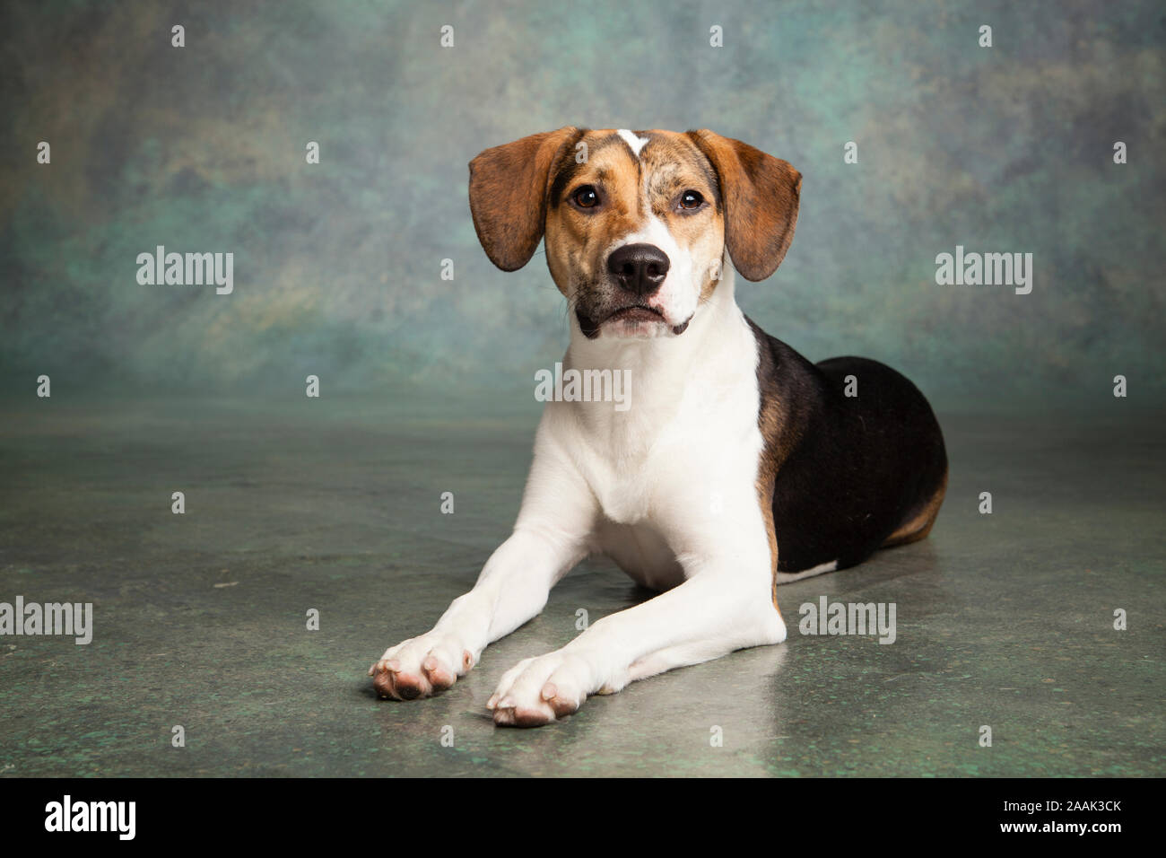 Mixed breed dog lying down hi-res stock photography and images - Alamy