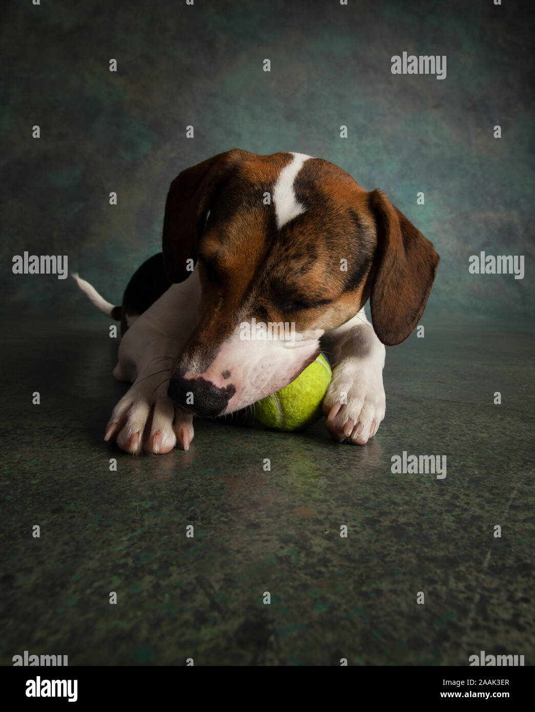 Studio shot of mixed breed dog biting tennis ball Stock Photo