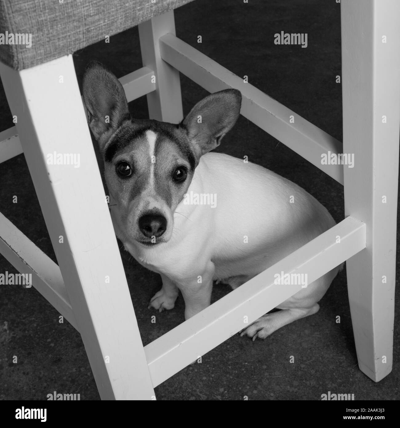 Portrait of Jack Russell Terrier sitting under chair Stock Photo