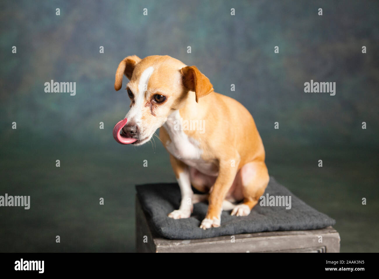 Studio portrait of Chihuahua sitting on stool Stock Photo