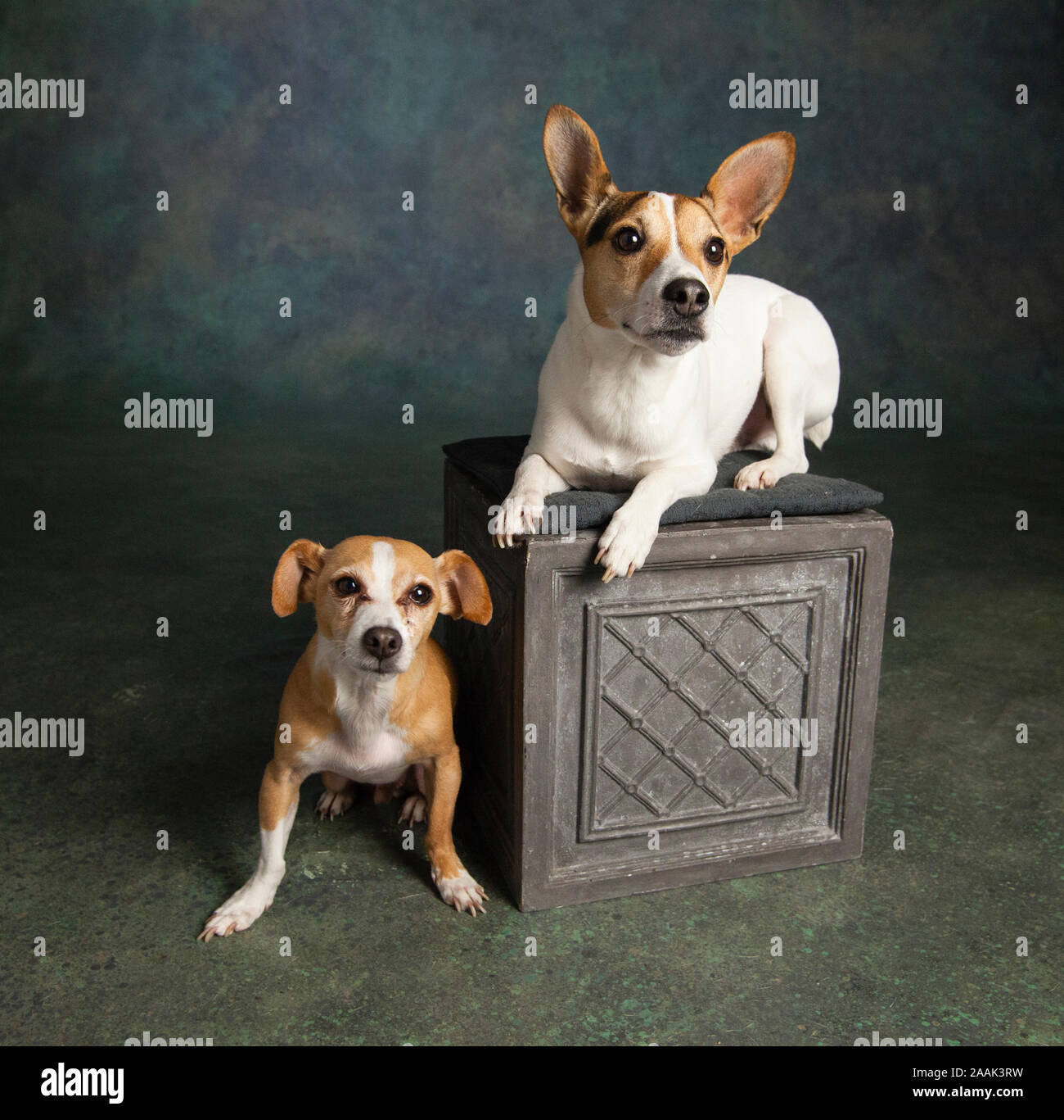 Studio portrait of Chihuahua and Jack Russell Terrier Stock Photo