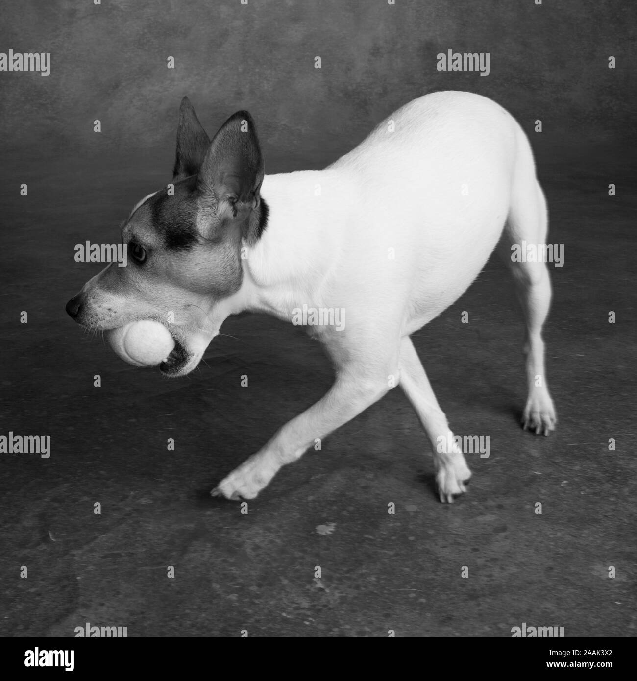 Studio shot of Jack Russell Terrier playing with tennis ball Stock Photo
