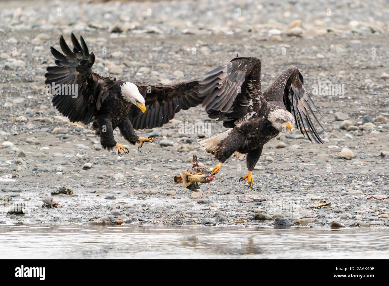 Adult Bald Eagle tries to intimidate juvenile to abandon its salmon in Chilkat Bald Eagle Preserve near Haines in Southeast Alaska. Stock Photo