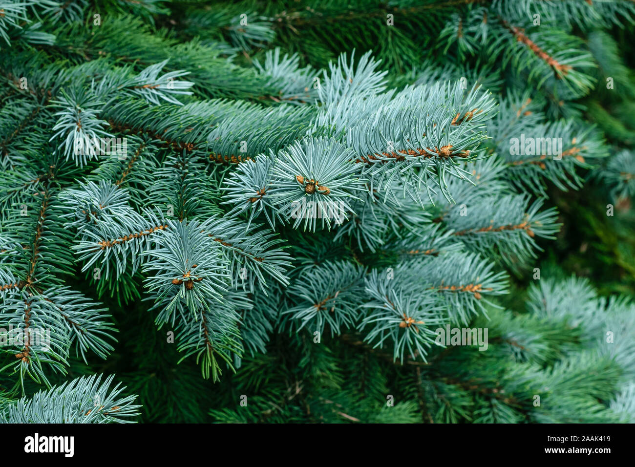 Fir tree branches of a fur tree. Spruce branch. Frame of pine needles. Pine-tree. Christmas or New Year mockup. Fir coniferous backgrounds. Stock Photo