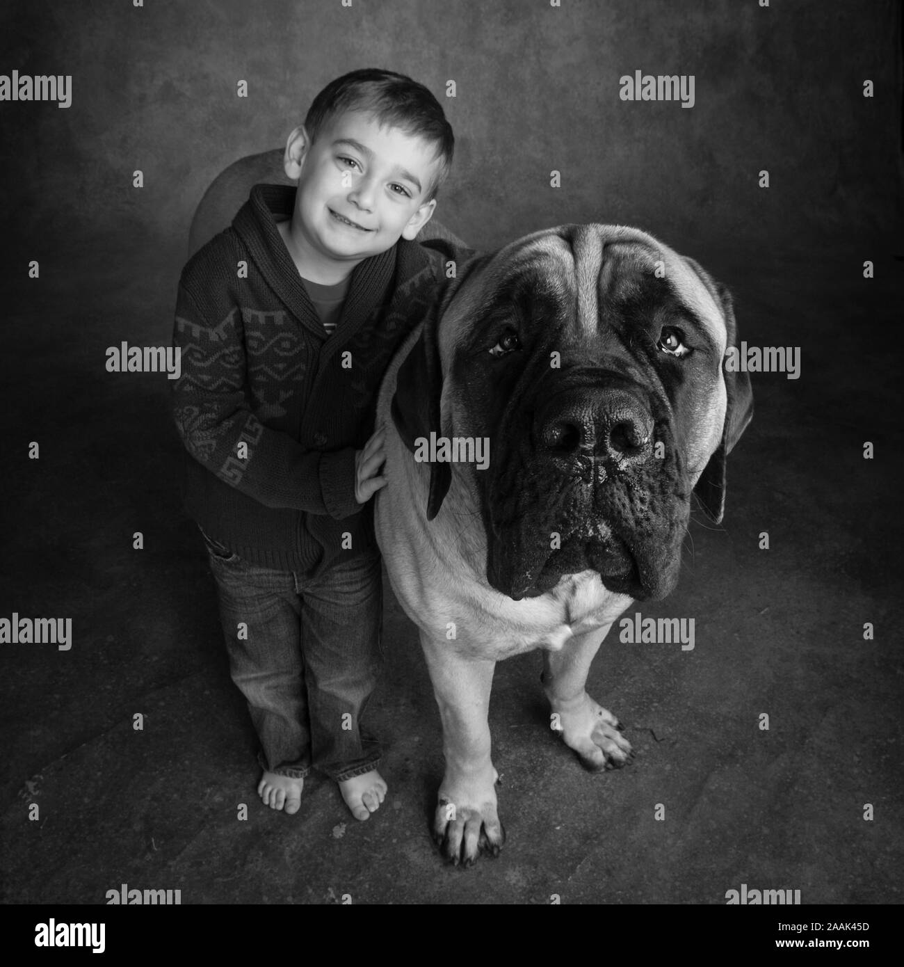 Studio portrait of boy and Mastiff Stock Photo