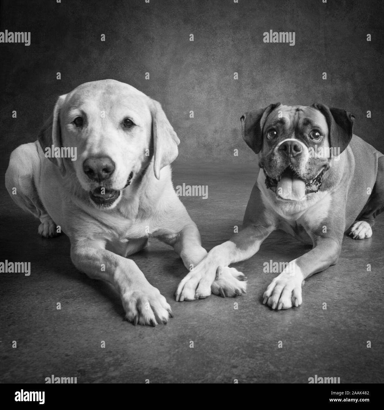 Studio portrait of Boxer and Golden Retriever Lab mix Stock Photo