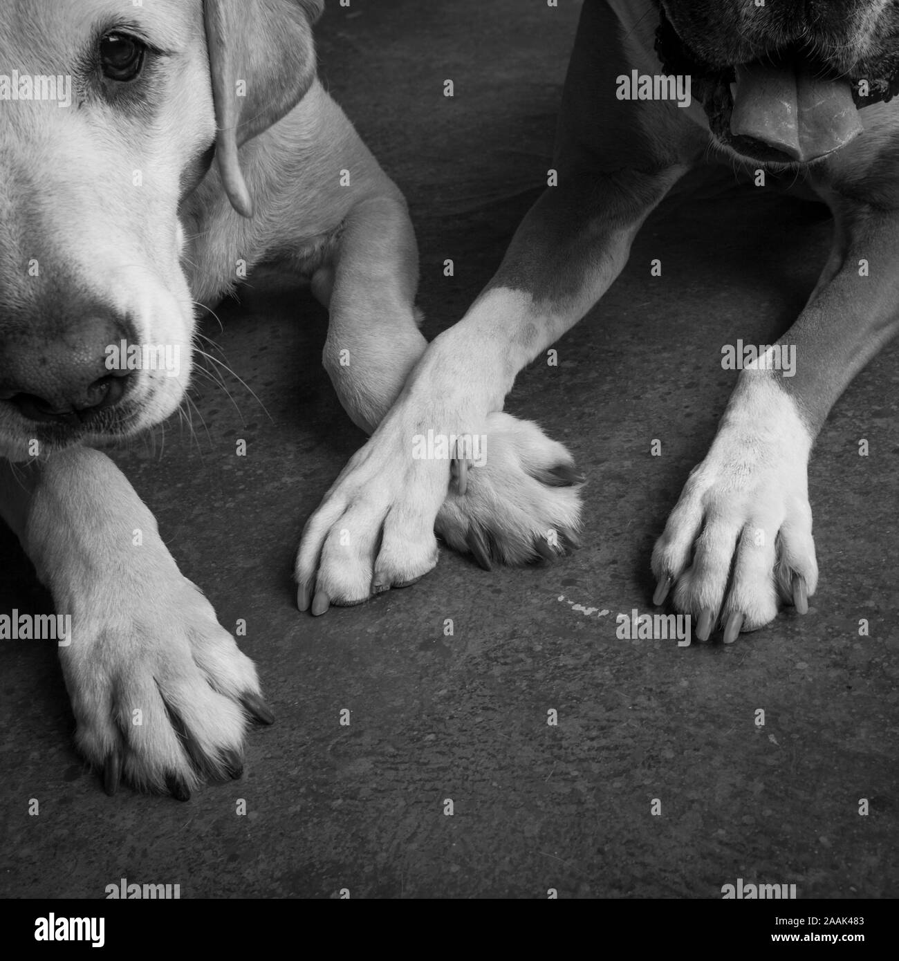 Boxer mix hires stock photography and images Alamy
