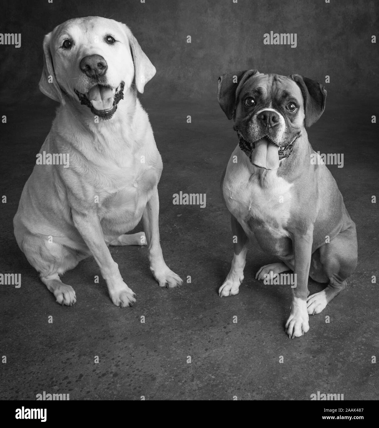 Golden retriever mix Black and White Stock Photos & Images Alamy