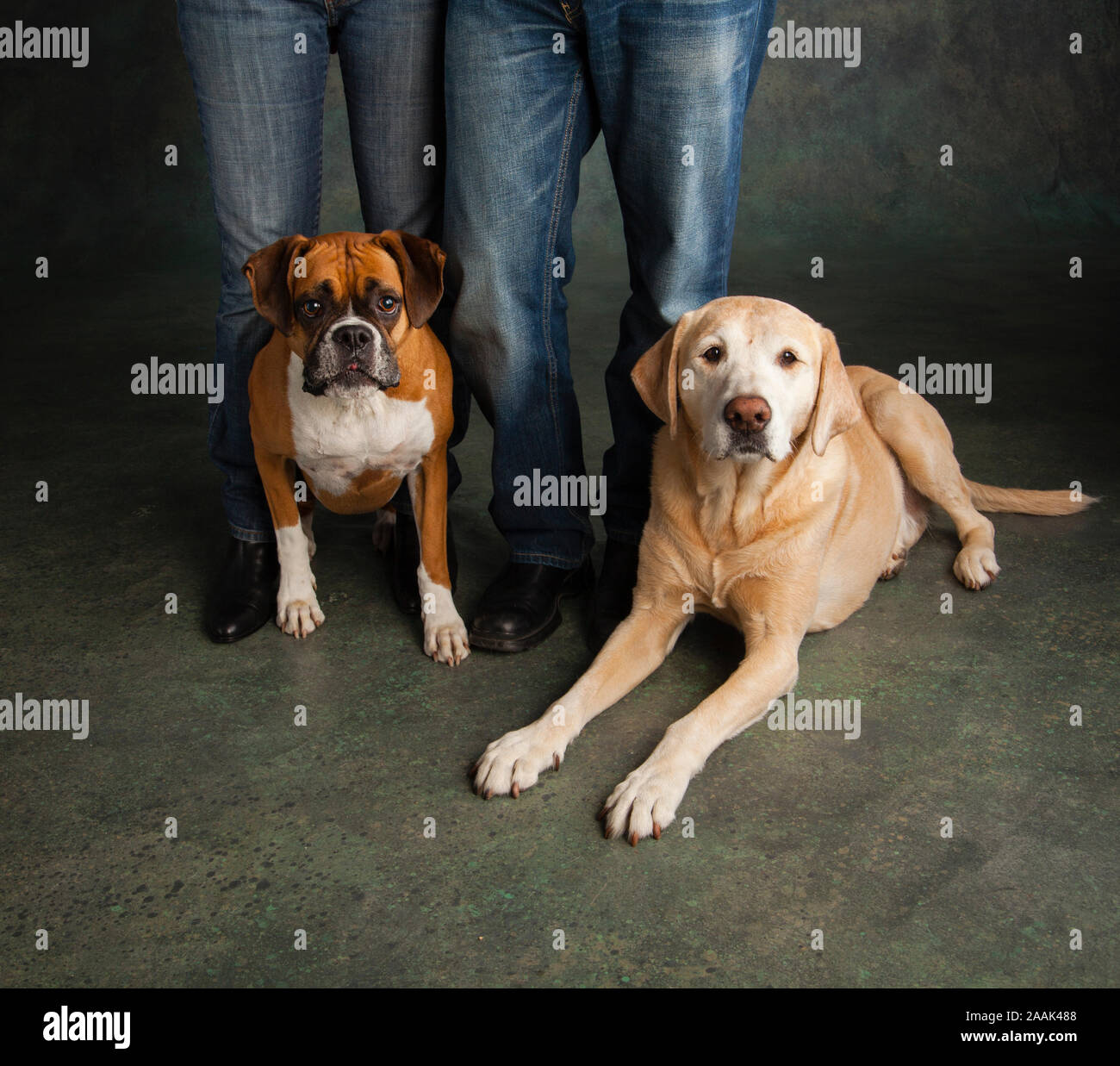 Studio portrait of Boxer and Golden Retriever Lab mix in foot of men and woman Stock Photo