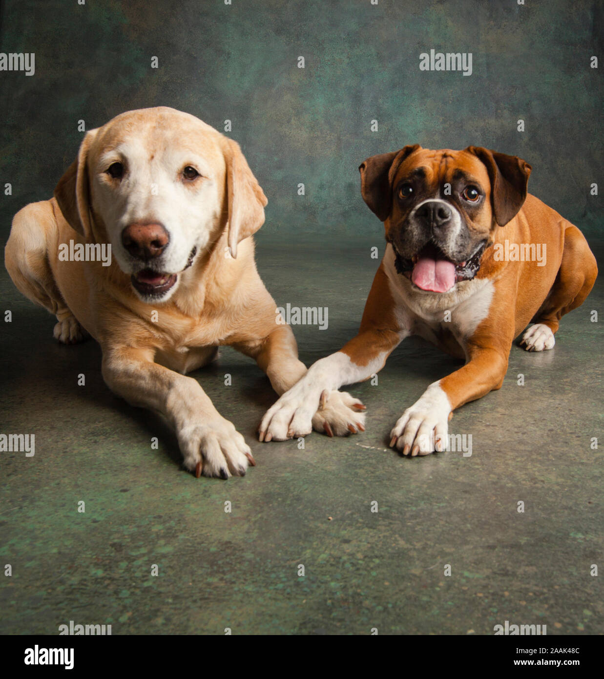 Studio portrait of Boxer and Golden Retriever Lab mix Stock Photo