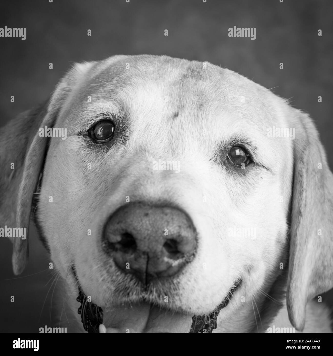Golden retriever mix Black and White Stock Photos & Images Alamy