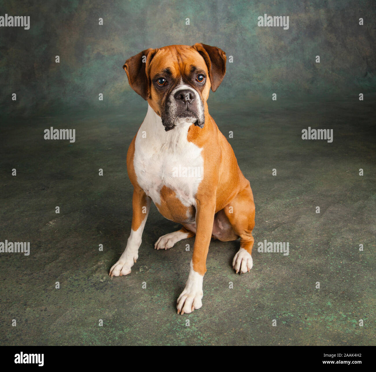 Studio portrait of Boxer dog Stock Photo