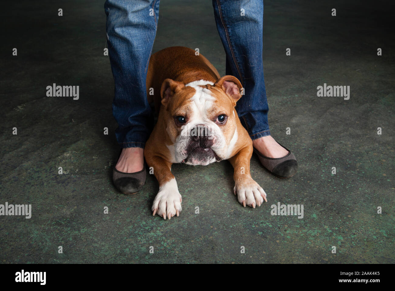 English Bulldog lying at owners feet Stock Photo