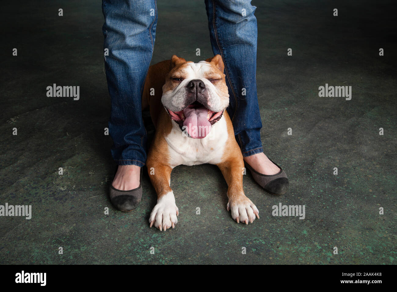Studio portrait of English Bulldog with legs of woman Stock Photo