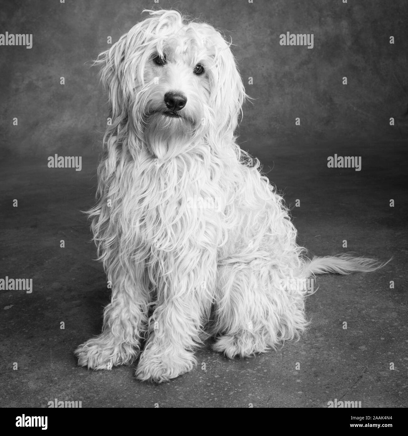 Portrait of Mini Goldendoodle Stock Photo Alamy