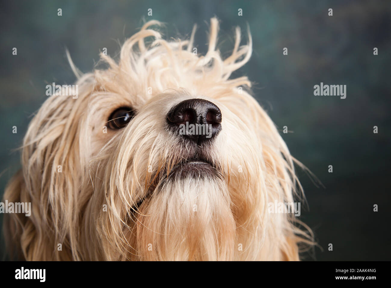 Portrait of Mini Goldendoodle Stock Photo