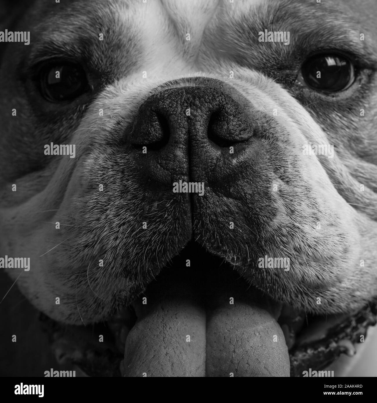 Portrait of English Bulldog Stock Photo