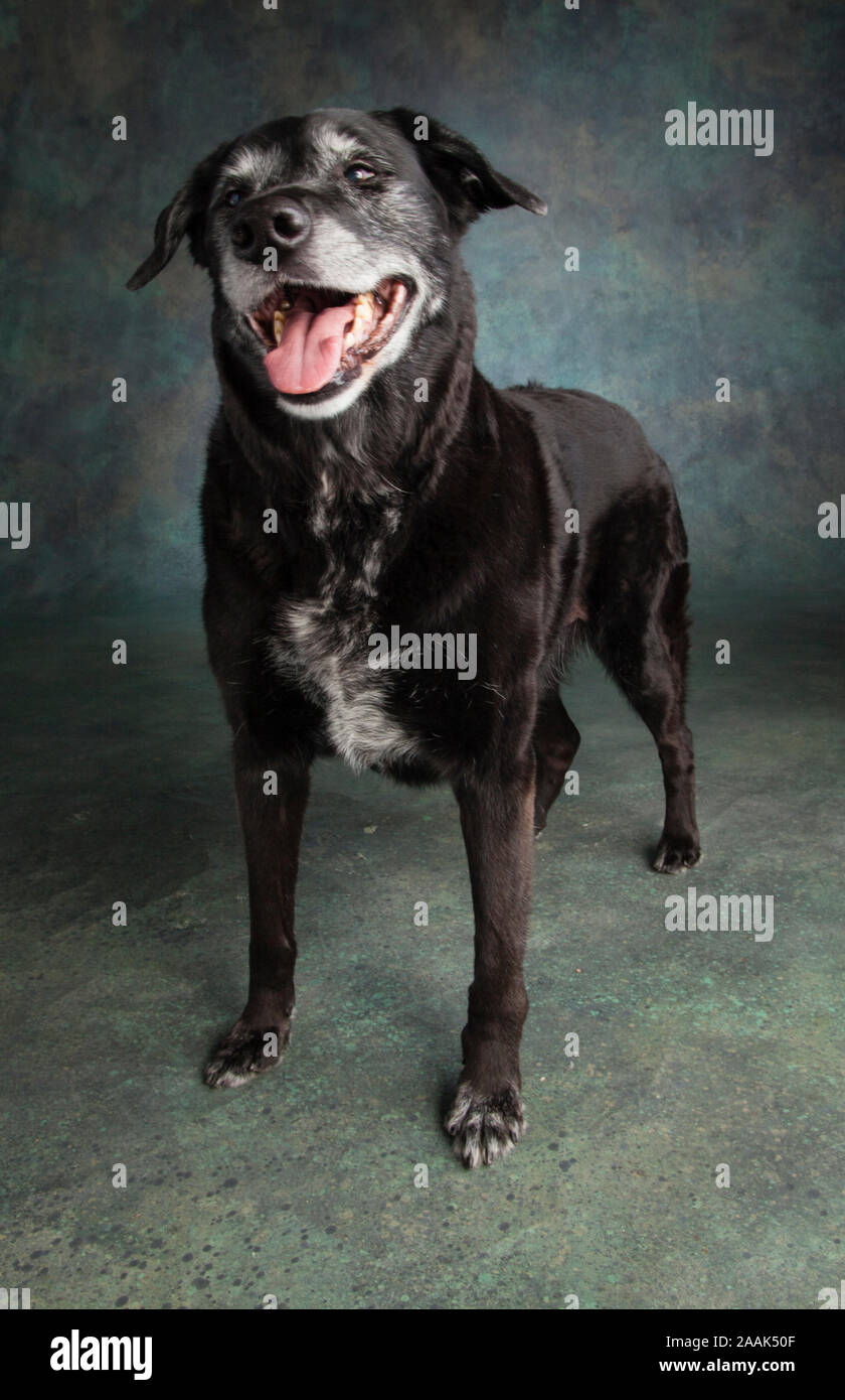 Portrait of Golden Retriever Lab Mix Dog Stock Photo Alamy
