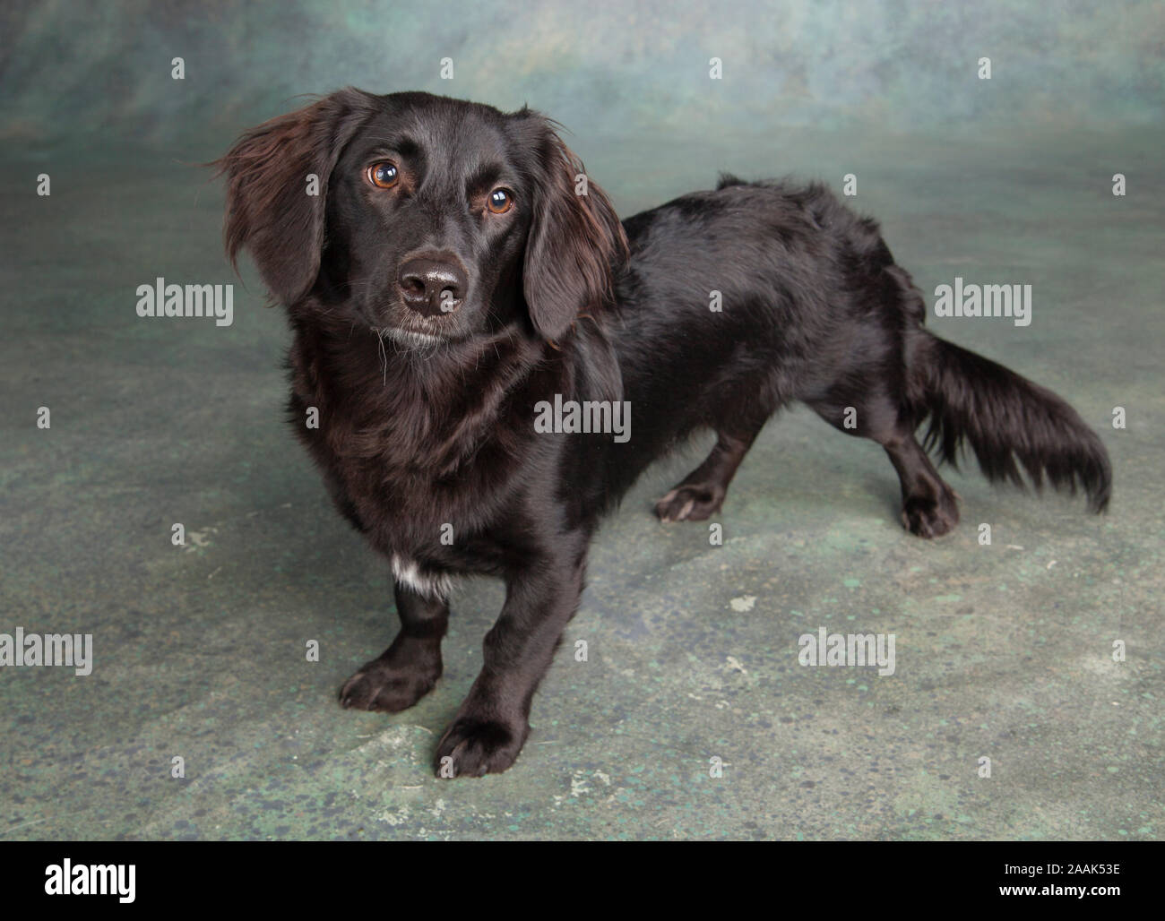 Studio portrait of mixed breed dog Stock Photo