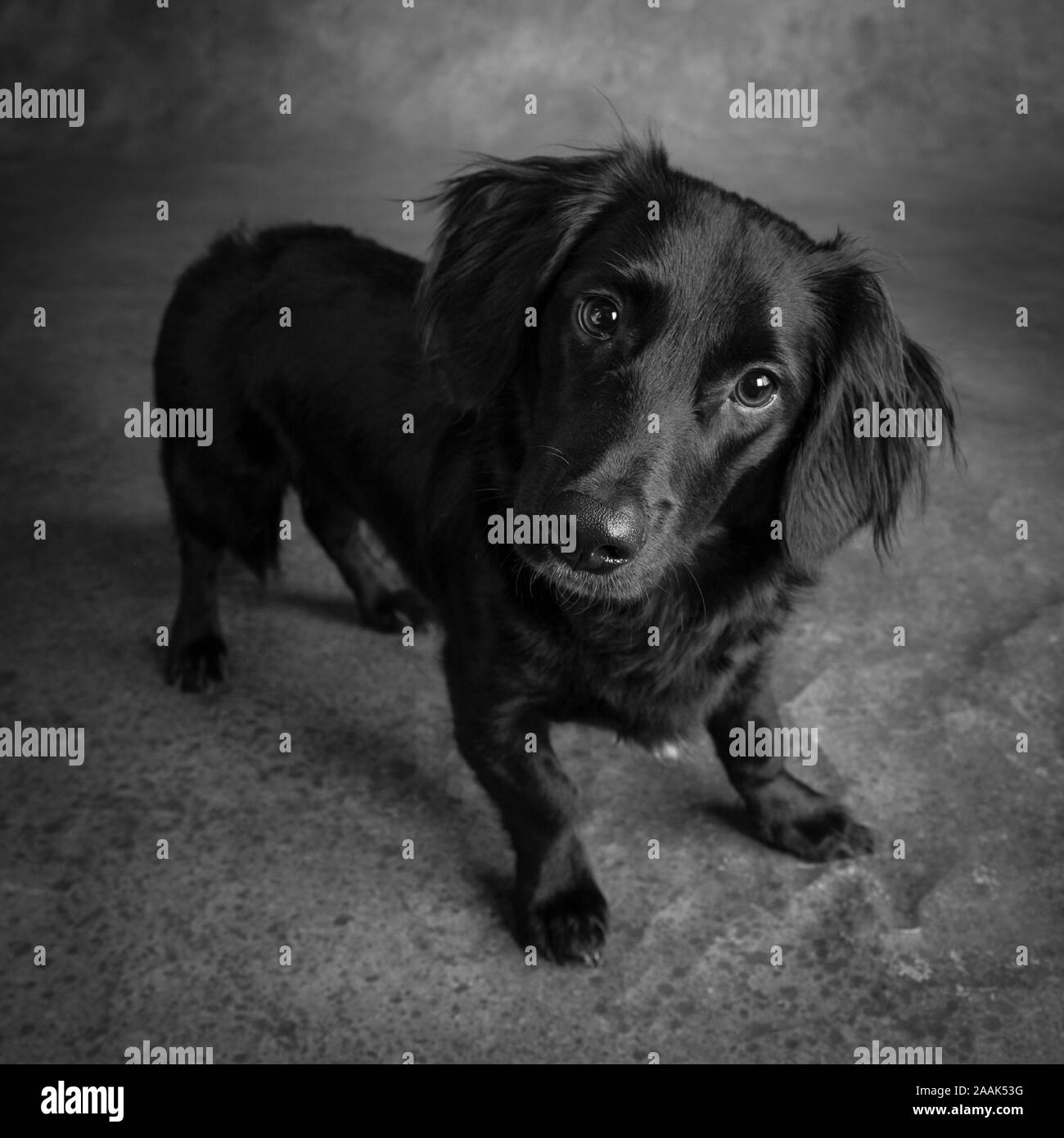Studio portrait of mixed breed dog Stock Photo