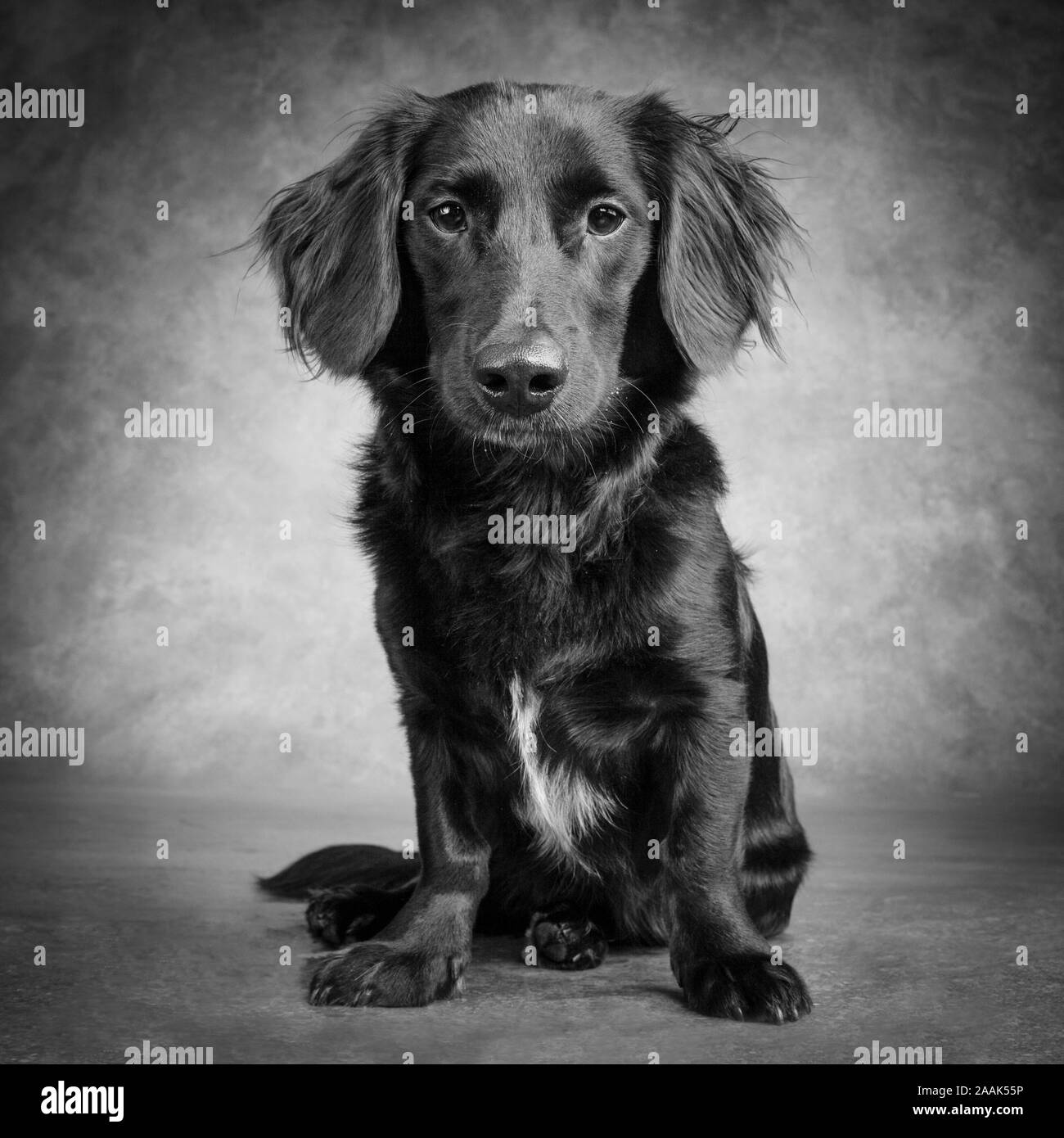 Studio portrait of mixed breed dog Stock Photo