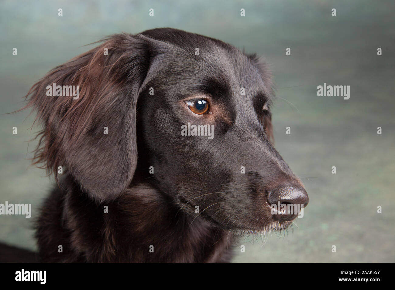 Studio portrait of mixed breed dog Stock Photo