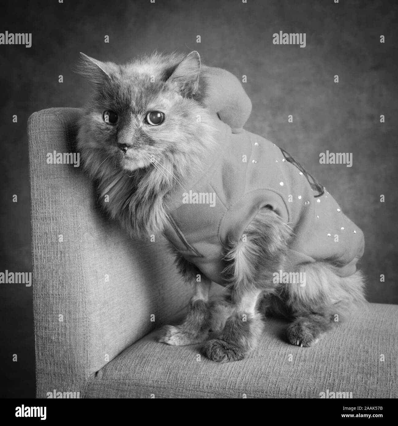 Studio shot of long haired cat wearing vest sitting on chair Stock Photo