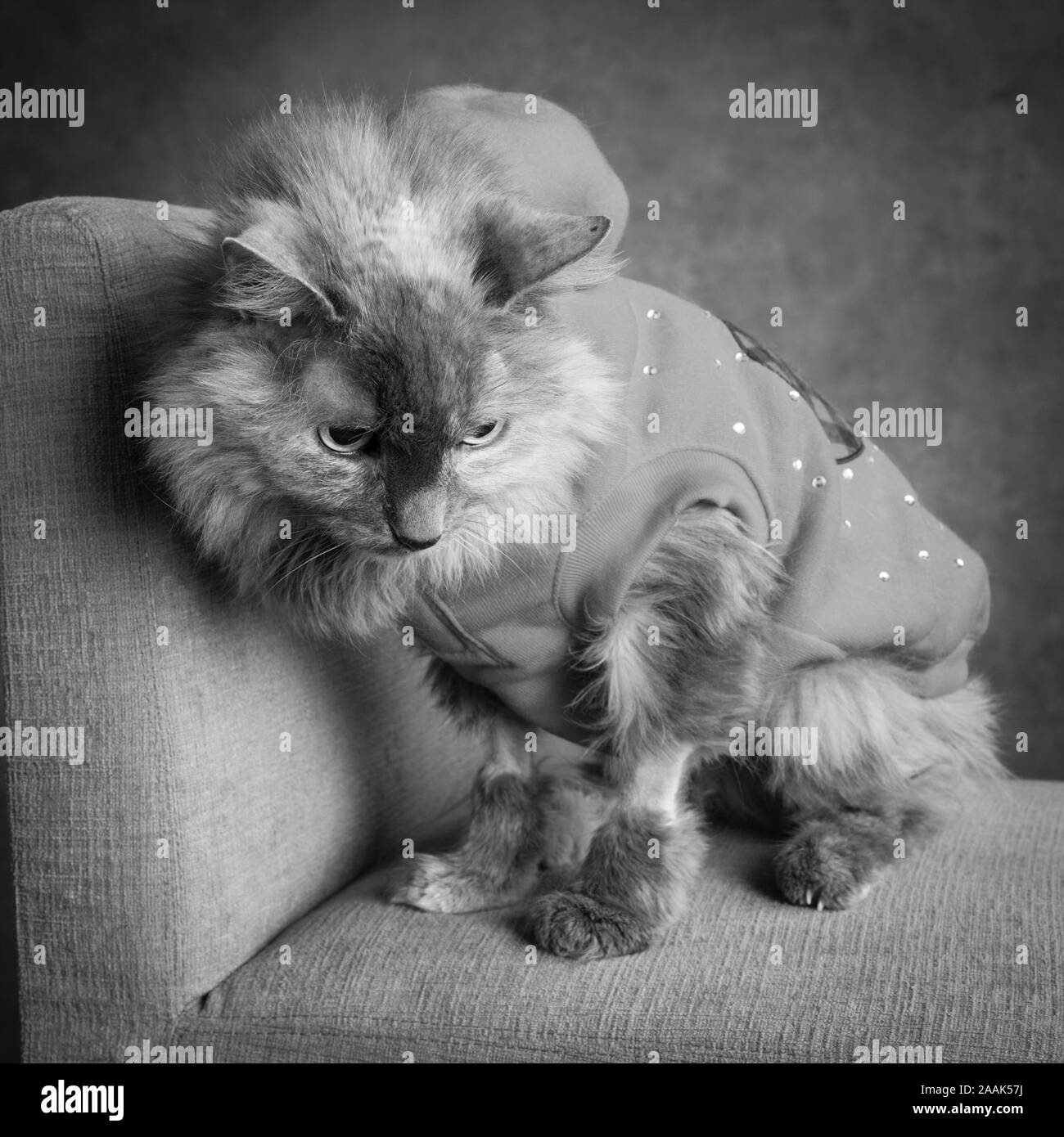 Studio shot of long haired cat wearing vest sitting on chair Stock Photo