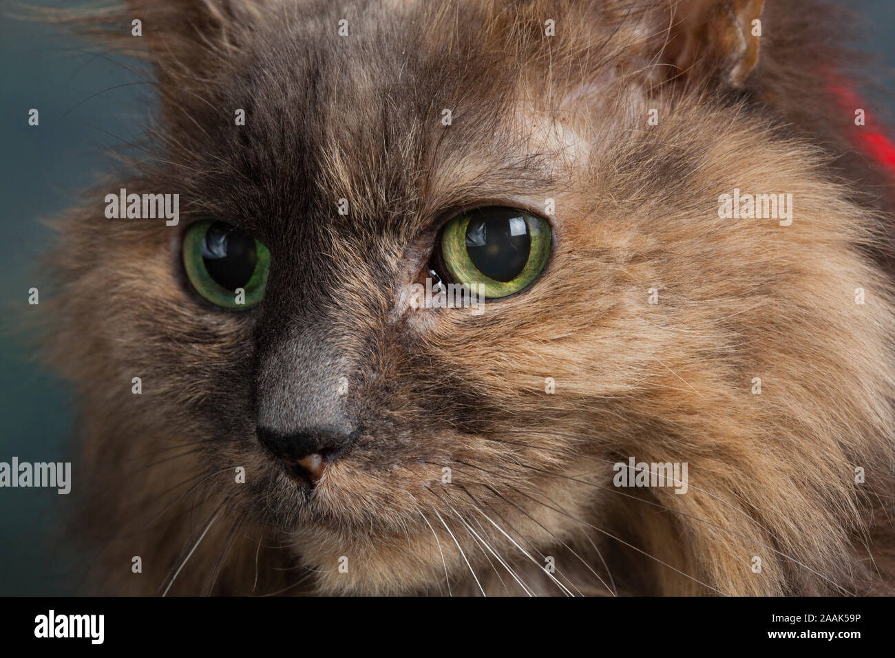 Close-up of long haired cat Stock Photo