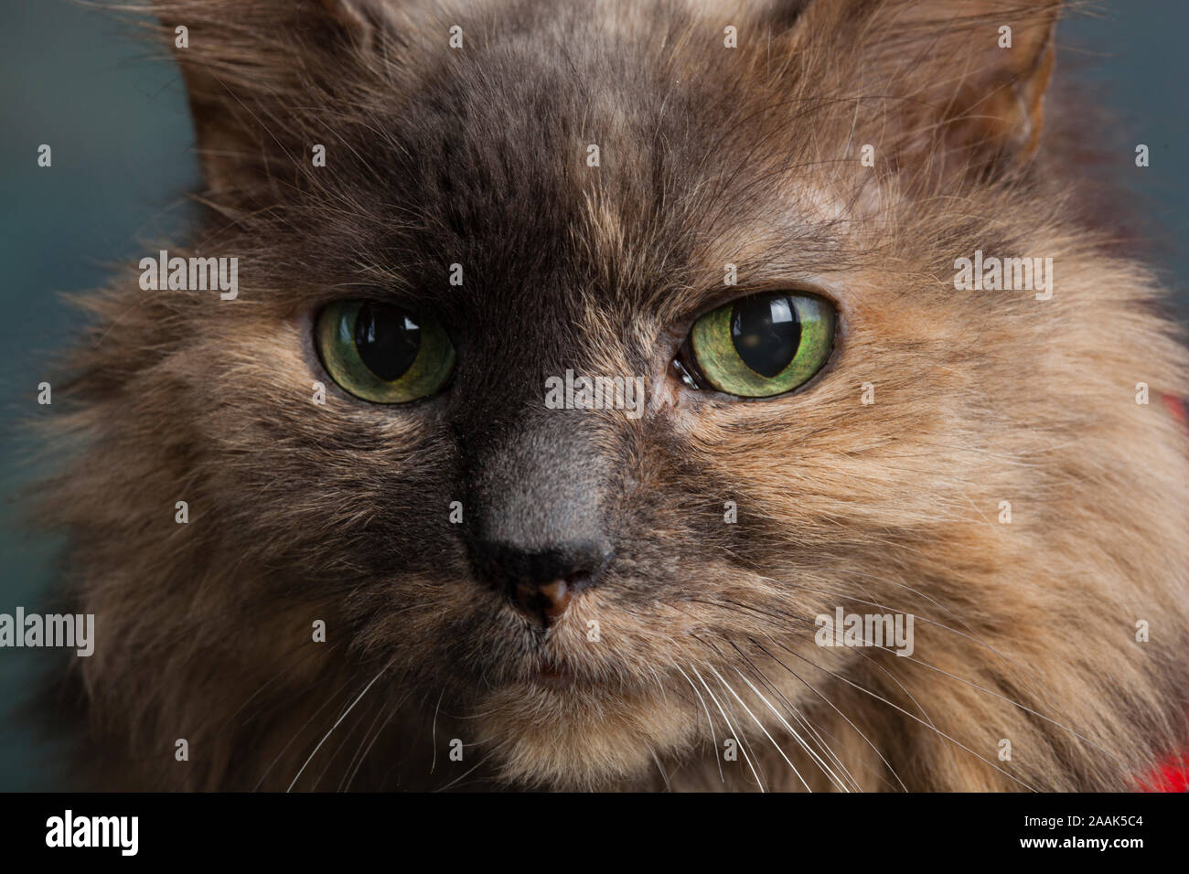 Close-up of long haired cat Stock Photo