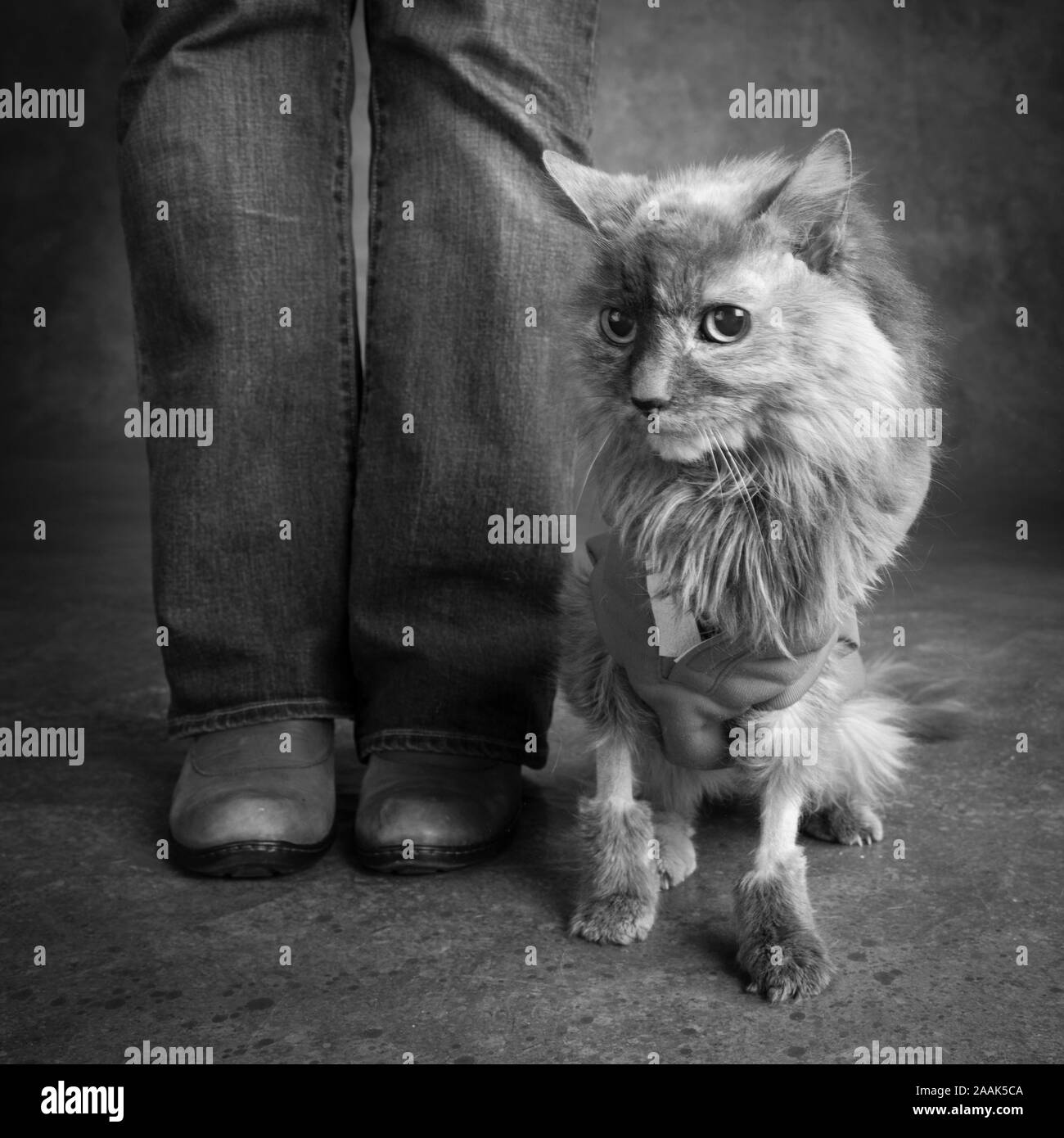 Cat next Black and White Stock Photos & Images - Alamy