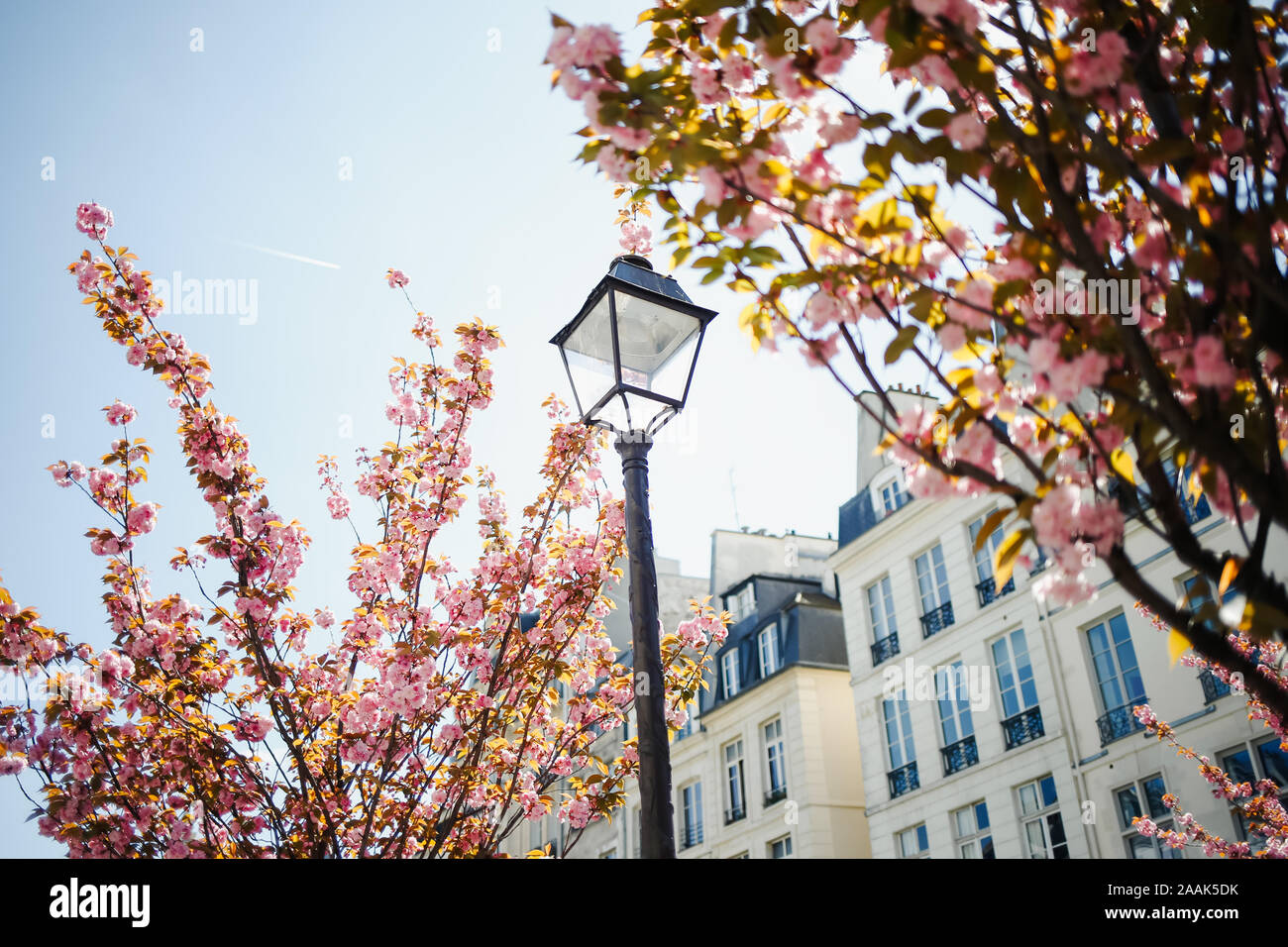 Cherry blossoms in Paris, France Stock Photo Alamy