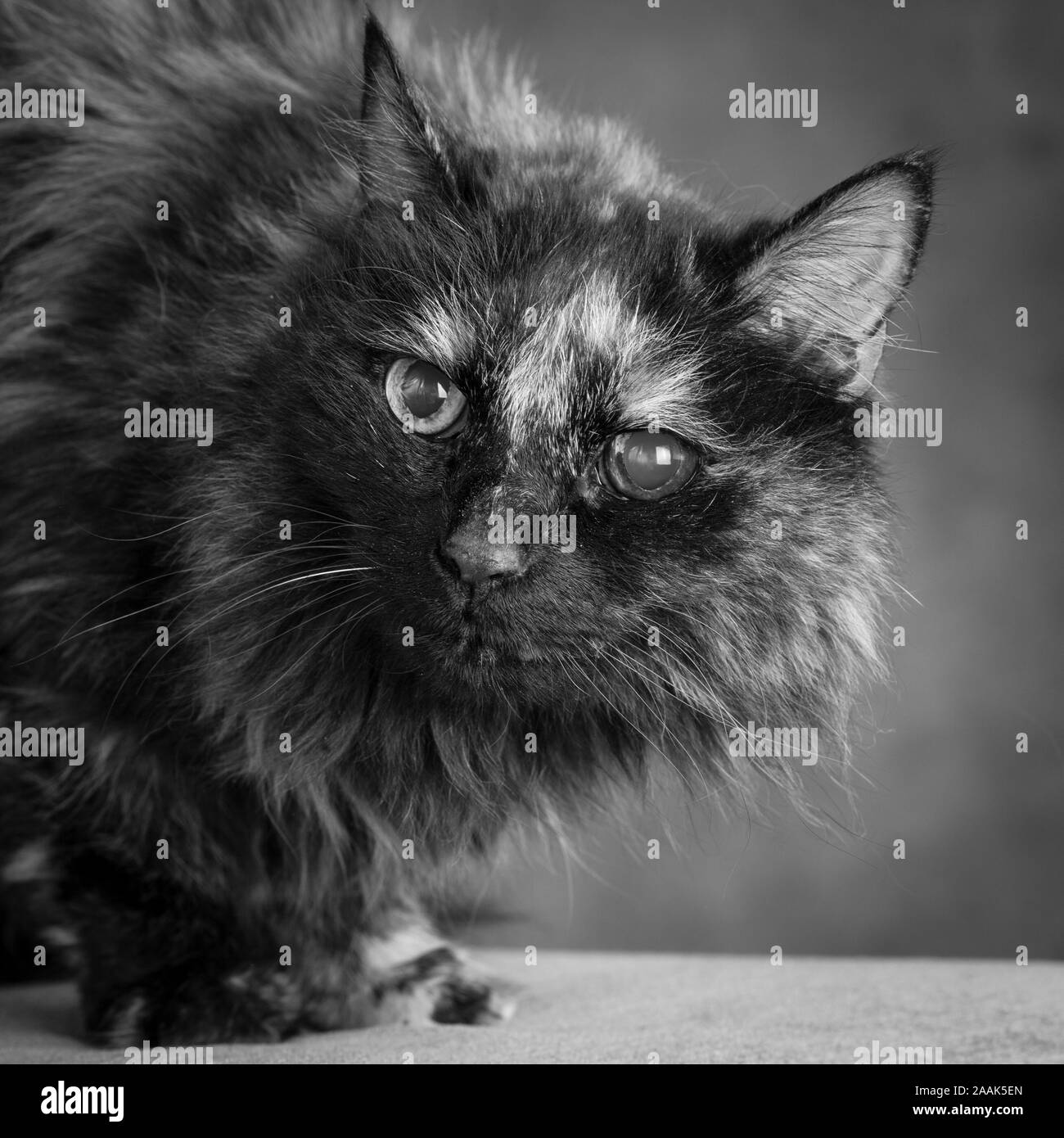 Long Haired Cute Black Cat High Resolution Stock Photography and Images