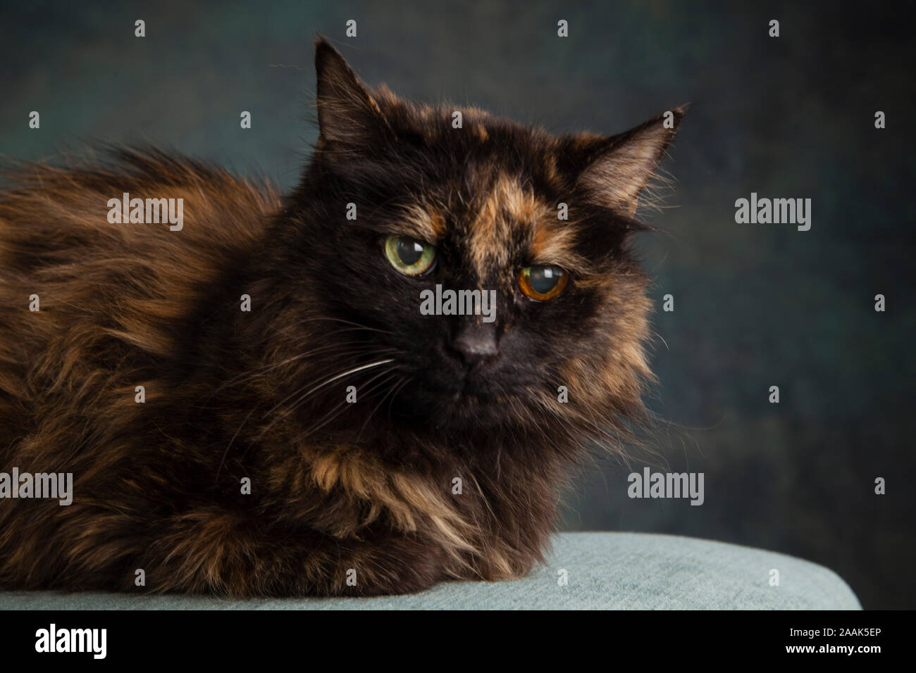 Long haired black cat hires stock photography and images Alamy