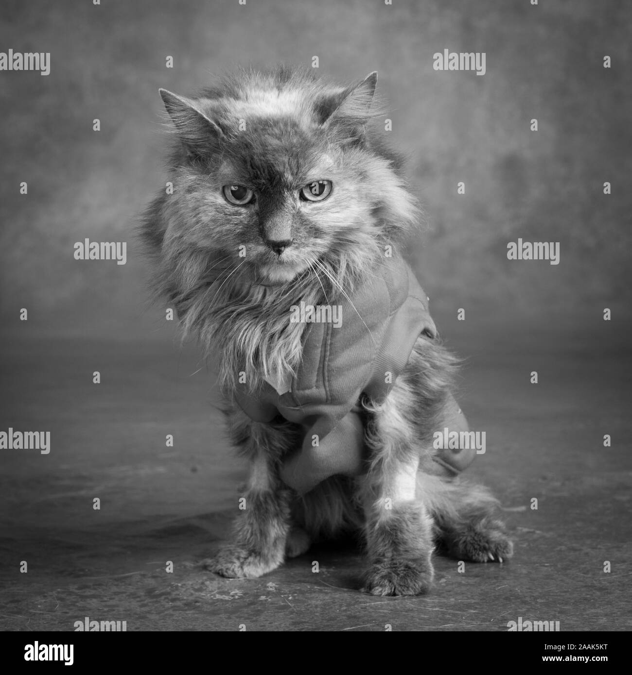 Wearing waistcoat Black and White Stock Photos & Images Alamy