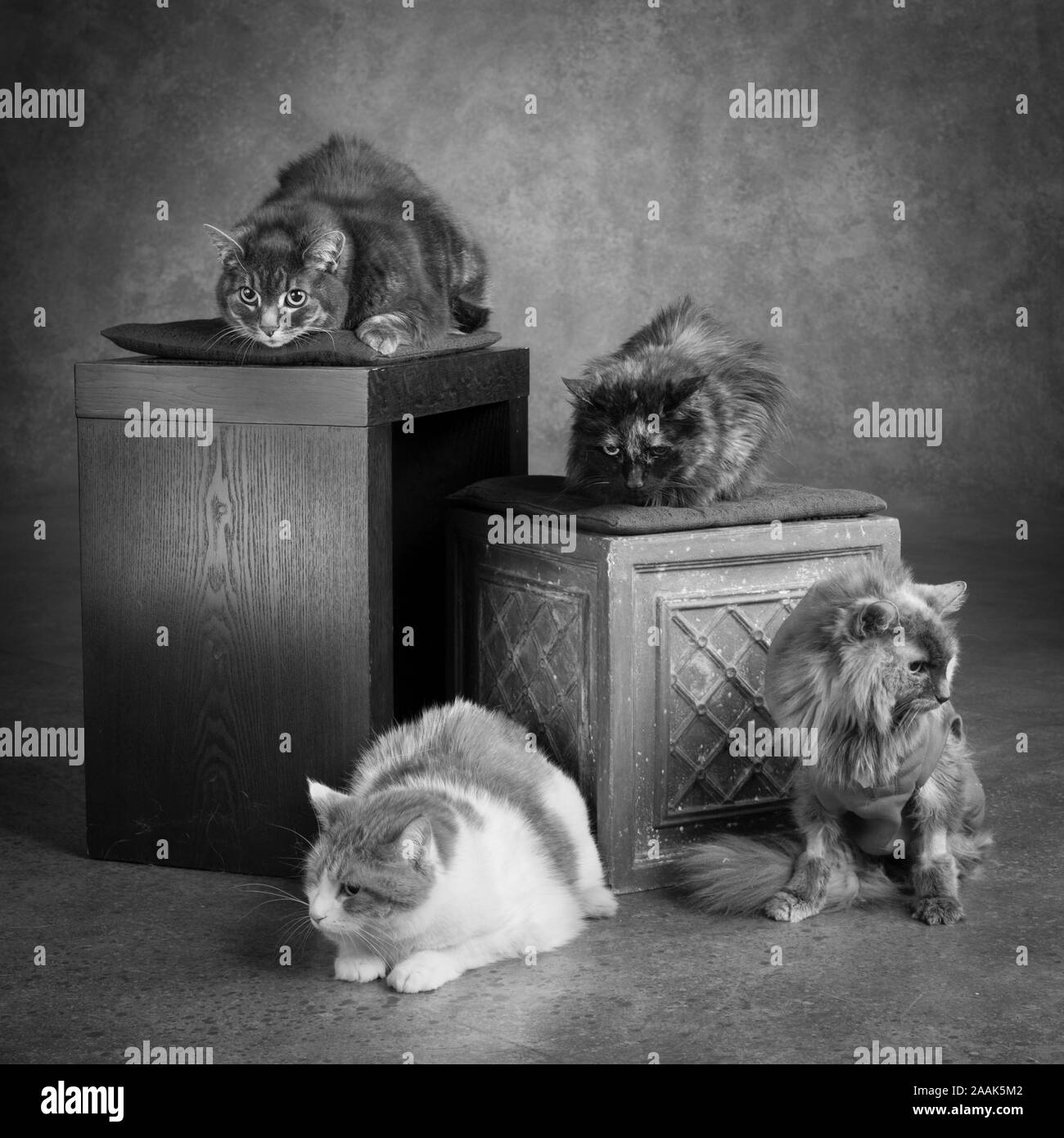 Studio portrait of four cats sitting on wooden boxes Stock Photo