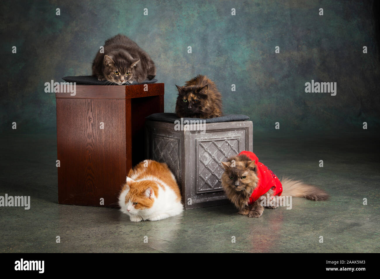 Studio portrait of four cats sitting on wooden boxes Stock Photo