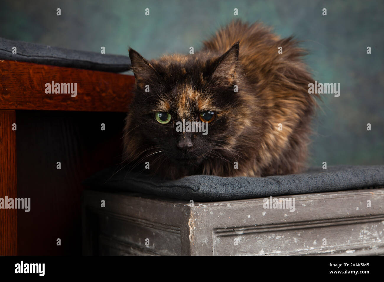 Studio portrait of cat lying on chair Stock Photo - Alamy